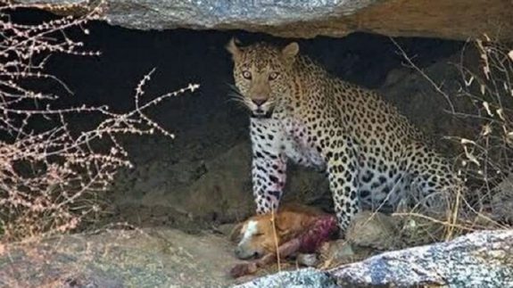 تکذیب خبر حمله پلنگ به گله گوسفندان در شهر زیار