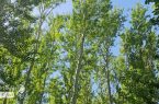 اینفوگرافیک  | چند اقدام کوچک برای زمین پاک