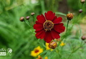 تصاویر | طبیعت تابستان شهرستان مبارکه و ایران عزیزمان