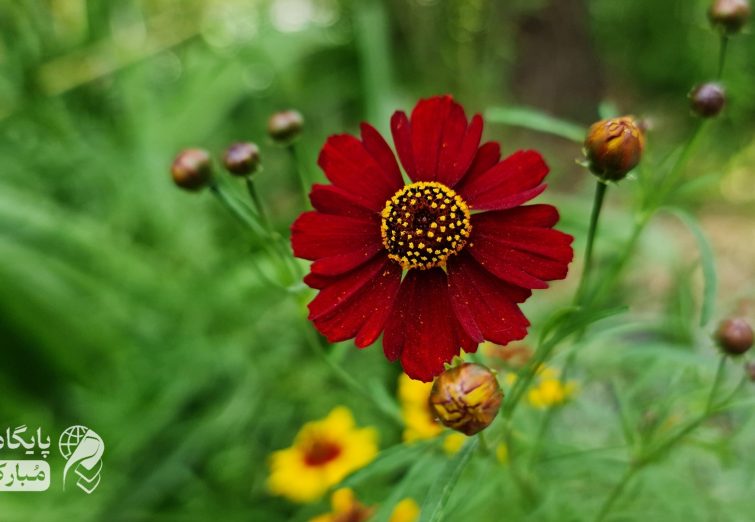 تصاویر | طبیعت تابستان شهرستان مبارکه و ایران عزیزمان