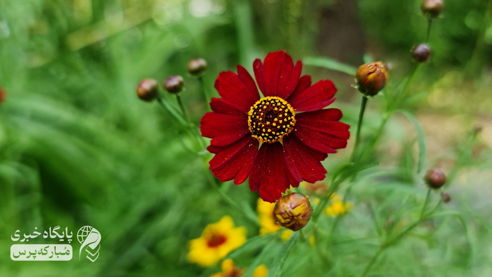 تصاویر | طبیعت تابستان شهرستان مبارکه و ایران عزیزمان